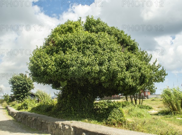 Tree covered in ivy in Abbekås, Skurup municipality, Skåne County, Sweden, Scandinavia