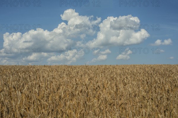 Cloud over field of ripe wheat at Ystad, Skåne county, Sweden, Scandinavia