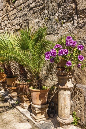 Ornamental flowers and green plants on pedestals in terracotta pots by a house wall, Palma de Mallorca, Mallorca, Spain