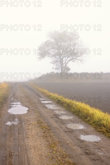 Gravel road with water puddles a foggy autumn day in the countryside with a solitary tree by a stone wall