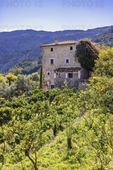 Old house by a lemon orchard on a slope in the mountains a sunny summer day, Mallorca, Spain