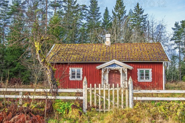 Red old wooden cottage with a white wooden fence and a gate to the garden by the forest in autumn, Sweden