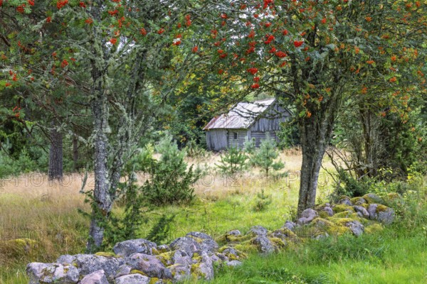 Old barn on a meadow in the forest with red rowan berries on the trees in an old cultural landscape, Sweden