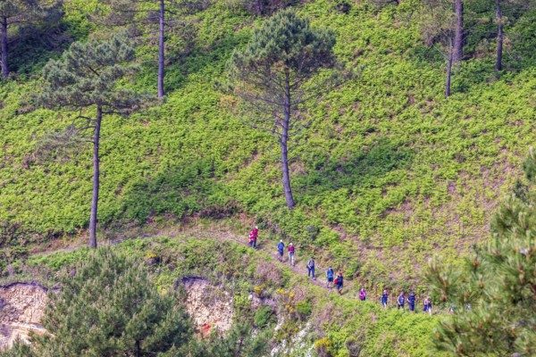 Hikers walking in a row on a forest path on a forest slope with pine trees, Crozon peninsula, Bretagne, France