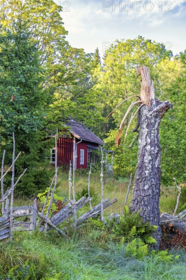 Red wooden cottage in the forest with a storm damaged birch tree by a wooden fence in autumn, Sweden