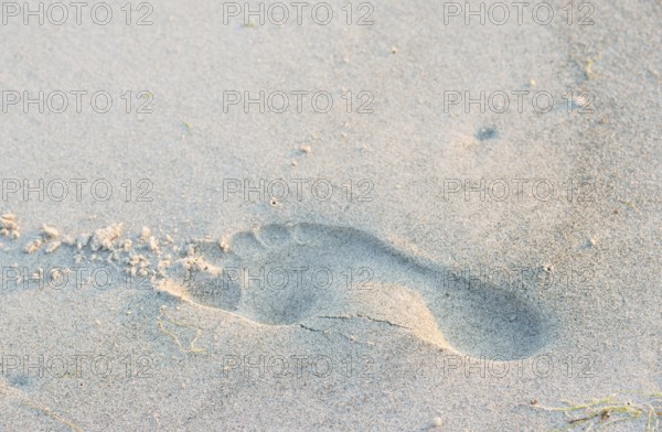 A single footprint in the sand on the beach, quiet atmosphere, warm light in the evening, human foot, trace on the sandy beach, walking, barefoot, imprint, symbolic image for one's own path, transience, leaving traces, healthy feet, health, longitudinal arch, transverse arch, toes, sole, sole of the foot, island dune, Helgoland, Schleswig-Holstein, North Sea, Germany
