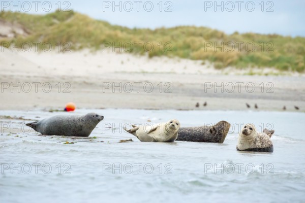 Several harbour seals (Phoca vitulina), seals, group, resting at low tide at the edge of the water, shore, sandy shore, wide sandy beach, small waves wash on the deserted, bright beach, calm sea in the evening, in the background a buoy and white dunes, sand dunes with vegetation, little surf, overcast sky, nobody, maritime landscape, serenity, relaxation, smile, view, island dune, Helgoland, Schleswig-Holstein, North Sea, Germany