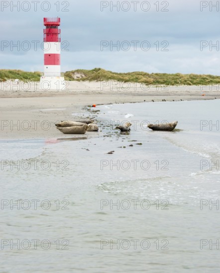 Several harbour seals (Phoca vitulina), seals, group, resting at low tide at the edge of the water, shore, sandy beach in front of the red and white striped lighthouse Helgoland Düne (rear light), small waves wash on the deserted, bright beach, calm sea in the evening, in the background white dunes, sand dunes with vegetation, little surf, overcast sky, nobody, maritime landscape, serenity, relaxation, island dune, Helgoland, Schleswig-Holstein, North Sea, Germany