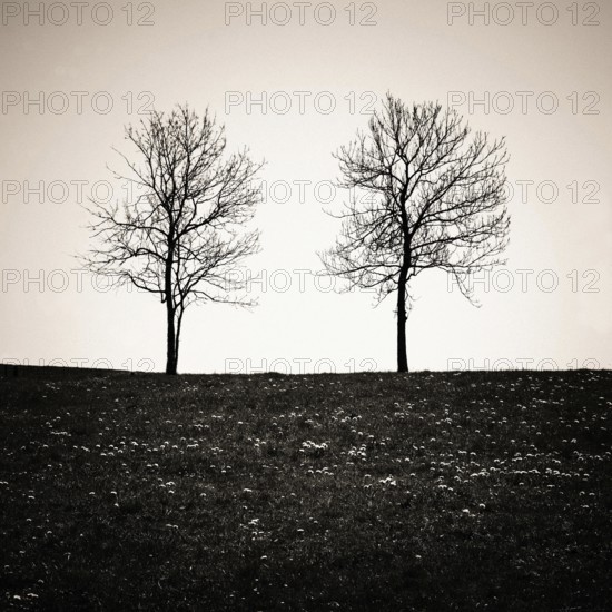 Two isolated trees stand silhouetted in a quiet countryside of Auvergne, France, creating a striking contrast against the soft twilight sky. The landscape feels peaceful and untouched