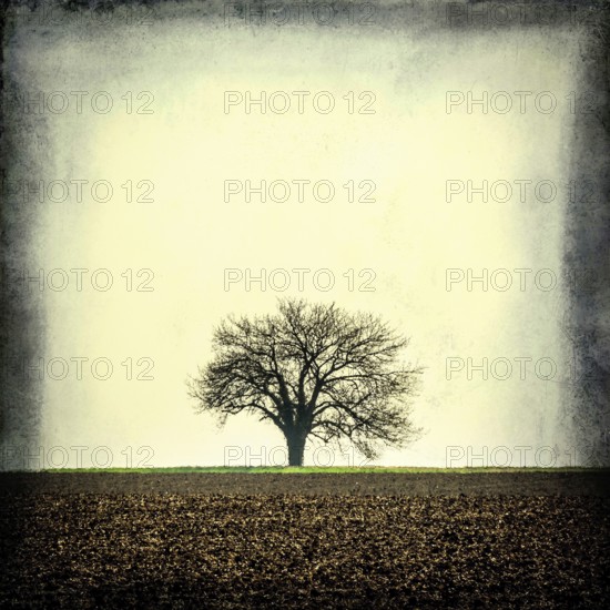 A solitary tree stands prominently in a vast, empty field in France. The landscape features muted tones with cloudy skies overhead, creating a tranquil yet somber atmosphere