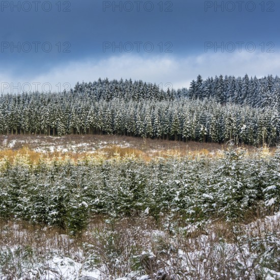 Snow-covered fir trees stretch across the winter landscape of Natural Regional Park of Livradois Forez. The serene ambiance highlights the beauty of nature during this chilly season. Puy de Dome. Auvergne Rhone Alpes. France