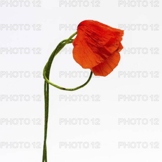 A single red poppy with vivid petals leans gracefully against a bright white backdrop. The contrasting colors enhance the flower's delicate features and beauty, ideal for artistic displays