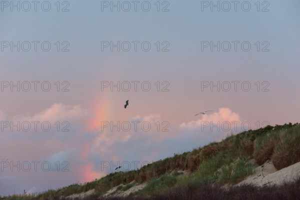 Several herring gulls (Larus fuscus) fly in front of a pastel-coloured sky at sunset with rainbow over the dunes on the northern beach, gliding flight, gliding, gliding, sailing, rosy illuminated, cloudy, pink clouds, violet, blue, purple, glowing sunset sky, white dunes, sand dunes with vegetation, maritime landscape, island dune, Heligoland, Schleswig-Holstein, North Sea, Germany