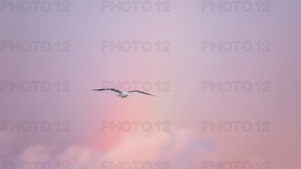 A lonely herring gull (Larus fuscus) flies in front of a pastel-coloured sky at sunset with rainbow, gliding flight, gliding, gliding flight, sailing, rosy illuminated, cloudy, pink clouds, glowing sunset sky in purple, blue, violet, maritime, island dune, Helgoland, Schleswig-Holstein, North Sea, Germany