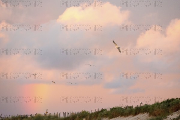 Several herring gulls (Larus fuscus) fly in front of a pastel-coloured sky at sunset with rainbow over the dunes on the northern beach and the panoramic path there, gliding flight, gliding, gliding flight, sailing, rosy illuminated, cloudy, pink clouds, glowing sunset sky, orange, blue, white dunes, sand dunes with vegetation, maritime landscape, island dune, Heligoland, Schleswig-Holstein, North Sea, Germany