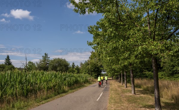 Cyclist on a cycle path between corn fields and trees along the route between Frankfurt am Main and Kelsterbach, Hesse, Germany