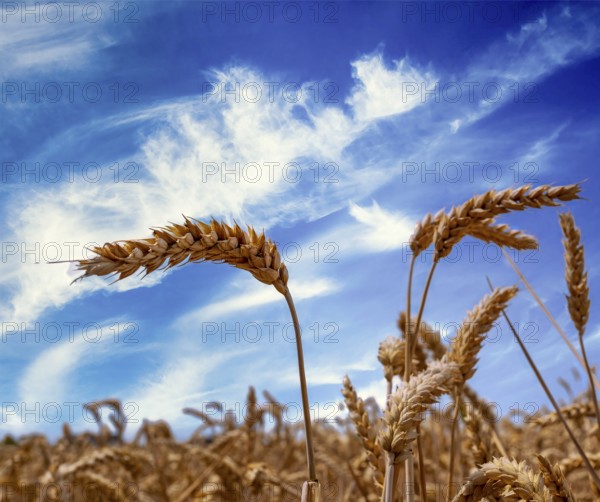 Cereal fields on the Panoramweg in Flörsheim, Hesse, Germany