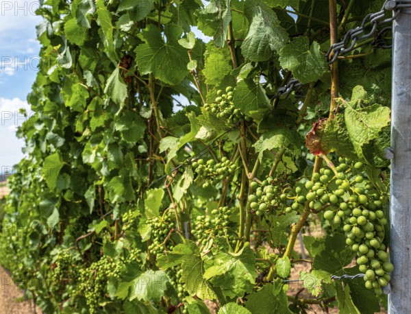 Wickerer vineyards at the Flörsheimer Warte, Hesse, Germany