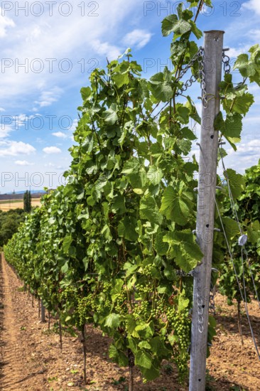 Wickerer vineyards at the Flörsheimer Warte, Hesse, Germany