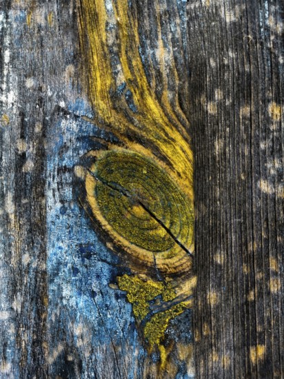 Vibrant blues and yellows stand out on weathered wooden planks, highlighting intricate patterns and textures created by nature over time, adding character to this rustic surface