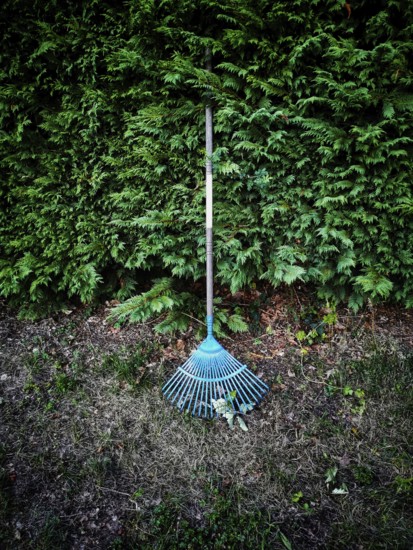 A bright blue rake is positioned against a dense green hedge in a garden. Surrounding the rake is a patch of earth with scattered leaves and trimmed grass, indicating recent gardening work