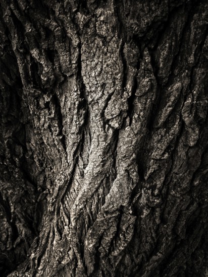 Detailed textures of a tree's bark reveal age and character, showcasing natural patterns and contours in a striking black and white format, highlighting the beauty of nature