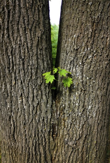 Bright green leaves emerge from the narrow gap between two large, textured tree trunks, surrounded by rich greenery in a serene forest environment. Nature thrives in this peaceful scene