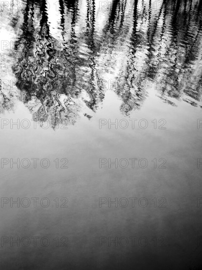 The surface of a calm body of water reflects the intricate patterns of trees on the shore, creating a peaceful atmosphere during late afternoon