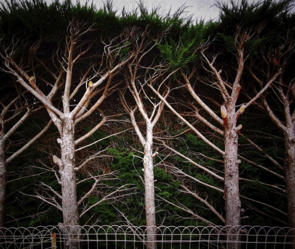 Tall pine trees display a unique arrangement of branches reaching skyward, blending into a dark background. The serene environment accentuates the natural beauty of the trees