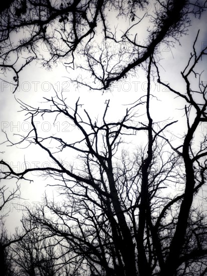 Gnarled tree branches stretch upwards, silhouetted against a cloudy sky. The stark contrast evokes a sense of solitude in the stillness of the forest