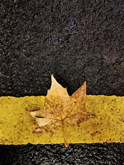 A dried maple leaf rests on a wet asphalt surface, contrasting with a bright yellow line. The scene captures the essence of autumn, showcasing natural beauty and changing seasons
