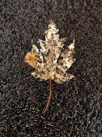 A dry maple leaf rests on a slick, rain-soaked pavement. The leaf's colors are muted by wetness, capturing the essence of autumn in an urban environment