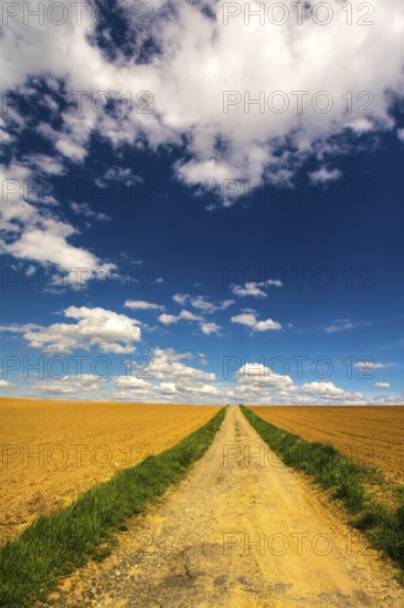 Winding dirt path extends through golden fields in Puy de Dome, against vibrant blue sky with puffy clouds, signifying the beauty of rural agriculture, Auvergne-Rhone-Alpes, France