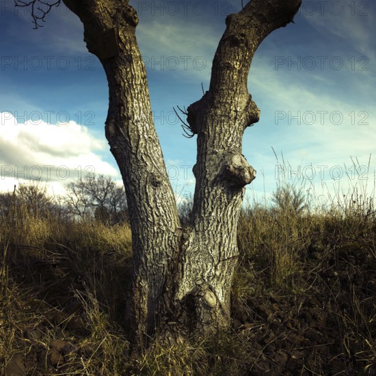 Two distinct tree trunks rise from the ground, revealing textured bark and a split at the base. The expansive blue sky and scattered clouds add to the serene setting of the grassy area