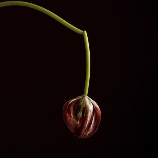 A faded red tulip, gently drooping from a slender green stem, contrasts beautifully against a dark background, showcasing its delicate layers and textures in soft light