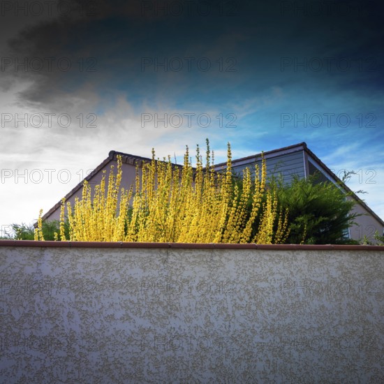 Bright yellow flowers flourish on top of a white wall, contrasting with the muted tones of a house behind it. Dark clouds gather, adding a striking backdrop to the landscape. France