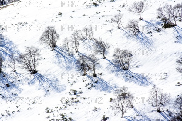 A tranquil winter landscape features snow blanketing the ground, with bare trees scattered across the scene, their long shadows stretching out over the white terrain. Puy de Dome, Auvergne Rhone Alpes, France
