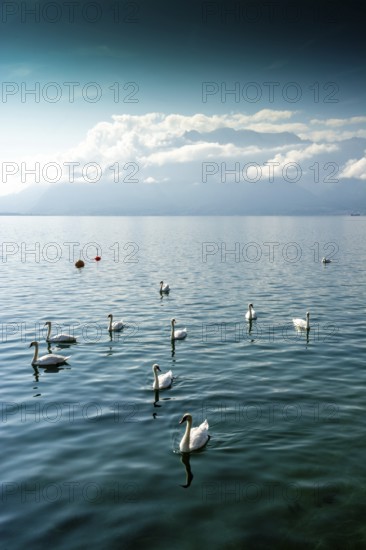 Swans swim serenely across the clear waters of Lake Geneva, surrounded by picturesque mountains and a tranquil atmosphere in Vevey, Switzerland