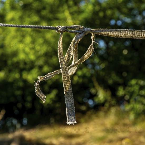 A frayed rope dangles from a tree branch in a vibrant natural landscape. Sunlight illuminates the surrounding greenery, creating a tranquil atmosphere