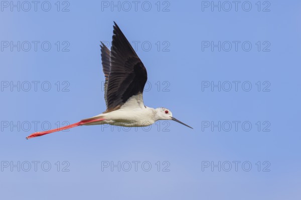 Black-winged Black-winged Stilt (Himantopus himantopus), male calling in flight, blue sky, wildlife, animals, birds, Ziggsee, Lake Neusiedl National Park, Seewinkel, Burgenland, Austria