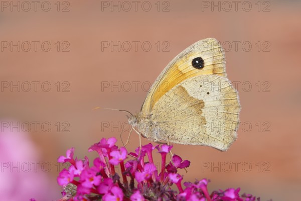 Meadow Brown (Maniola jurtina), sucking nectar on summer lilac (Buddleja davidii), butterfly bush, in a natural environment, in the wild, wildlife, insects, butterflies, butterflies, Siegerland, North Rhine-Westphalia, Germany