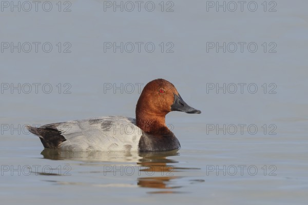 Pochard (Aythya ferina), male swimming on the water, wildlife, animals, birds, duck bird, Lake Neusiedl-Seewinkel National Park, Burgenland, Austria, Eastern Europe