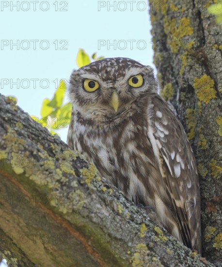 Little owl (Athene noctua) adult bird sitting in a tree, portrait, endangered bird species in Central Europe, looking into the camera, wildlife, owl, owl, HANSAG, Lake Neusiedl, Burgenland, Austria, Eastern Europe