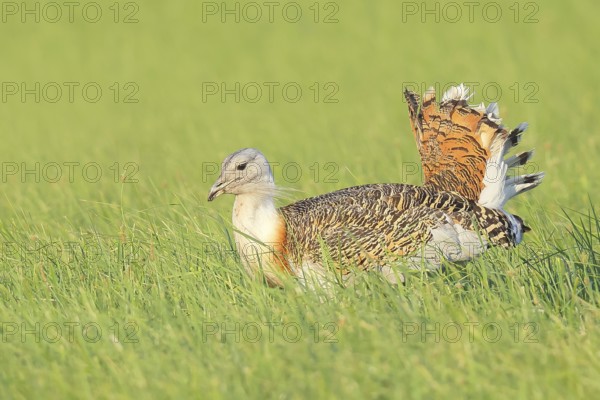 Great Bustard (Otis tarda), searching for food in a meadow, steppe bird, extremely rare bird species, endangered, heaviest flying bird, male, cock, wildlife, nature photography, Lake Neusiedl, Hansag, Burgenland, Hungary, Austria, Eastern Europe