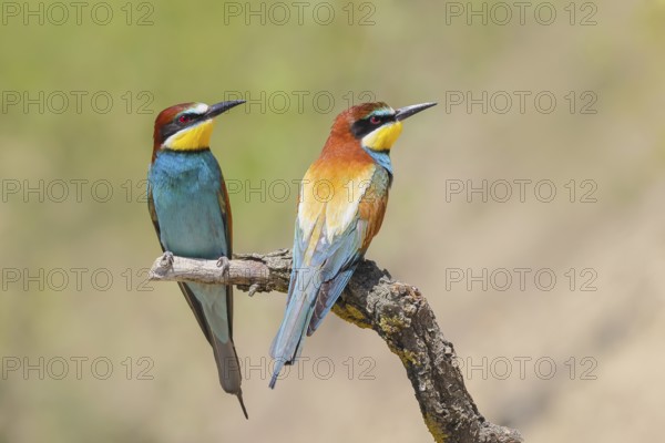 Bee-eater (Merops apiaster) pair sitting on a branch, male, breeding, wildlife, mating, migratory bird, raptor, animals, birds, Lake Neusiedl National Park, Seewinkel, Burgenland, Austria