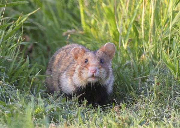 Field hamster (Cricetus cricetus), sitting attentively in meadow, wildlife, animals, rodent, crepuscular and nocturnal territorial loner, Lower Austria, Austria, Eastern Europe