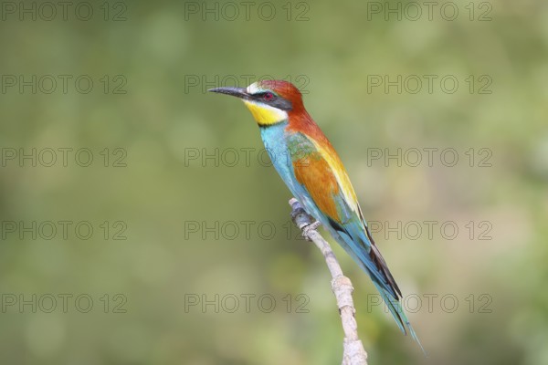 Bee-eater (Merops apiaster) male sitting on a branch, breeding, wildlife, mating, migratory bird, raptor, animals, birds, Lake Neusiedl National Park, Seewinkel, Burgenland, Austria