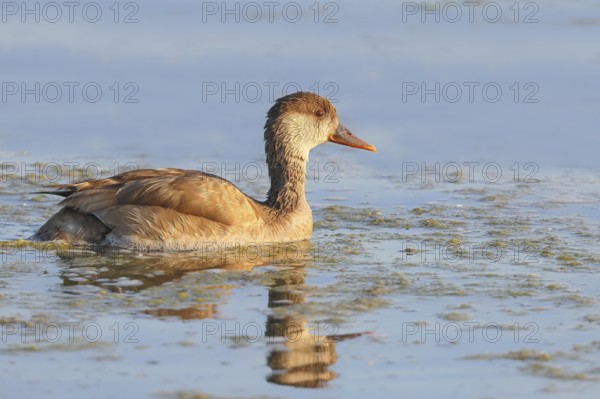 Red-crested pochard (Netta rufina) Female searching for food in shallow water, Ziggsee, Lake Neusiedl National Park, Seewinkel, Burgenland, Austria