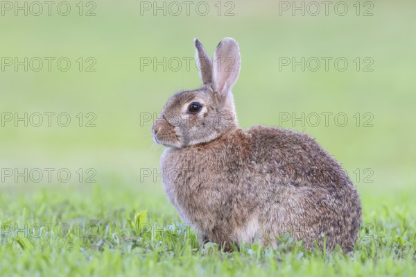 Wild rabbit (Oryctolagus cuniculus), sitting in a meadow, adult, alert, wildlife, animals, rodent, Podersdorf, Lake Neusiedl-Seewinkel National Park, Burgenland, Austria, Eastern Europe