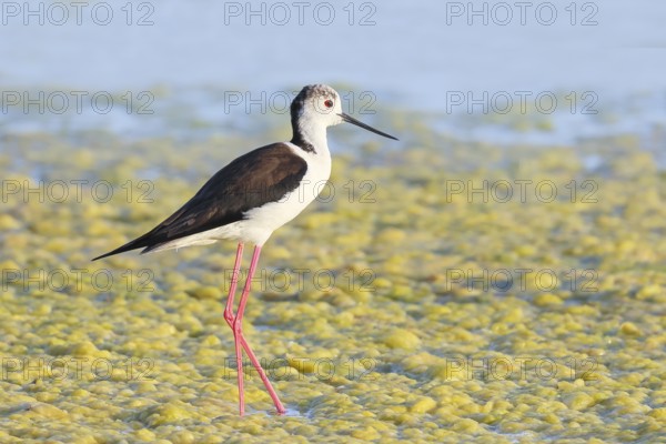 Stilt (Himantopus himantopus), male, standing in algae in shallow water, Ziggsee, Lake Neusiedl National Park, Seewinkel, Burgenland, Austria